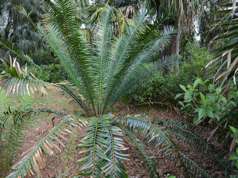 Encephalartos gratus, form. Bok Tower Gardens, Lake Wales, Florida, United States of America.