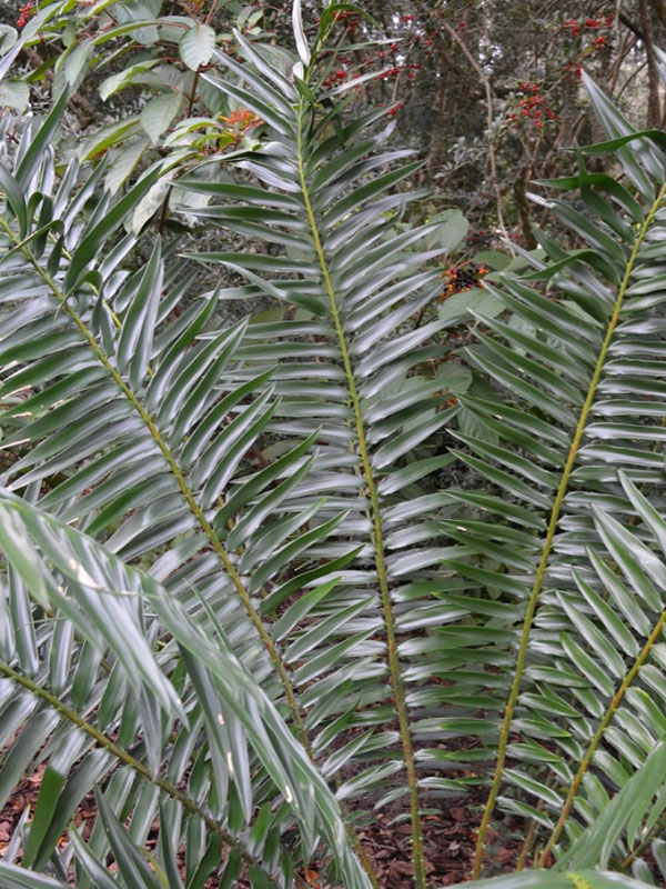 Encephalartos gratus, leaf. Bok Tower Gardens, Lake Wales, Florida, United States of America.