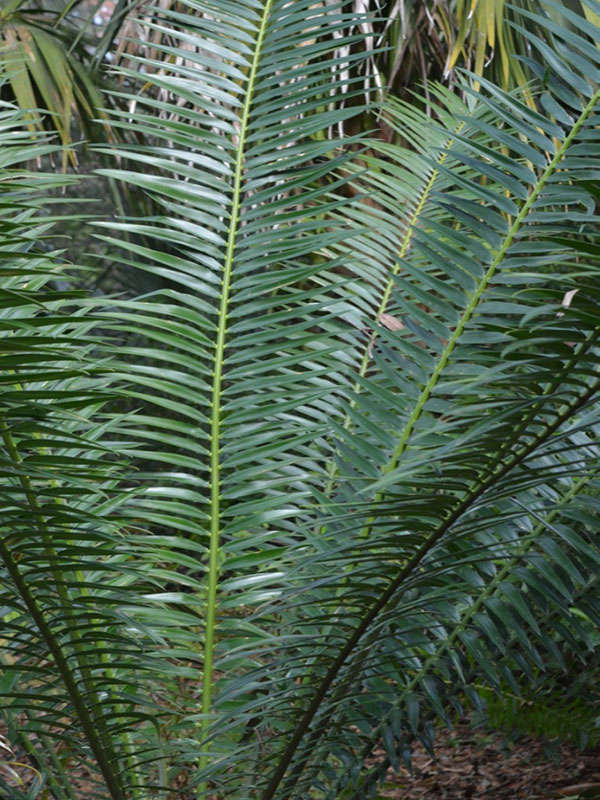 Encephalartos gratus, leaf. Bok Tower Gardens, Lake Wales, Florida, United States of America.