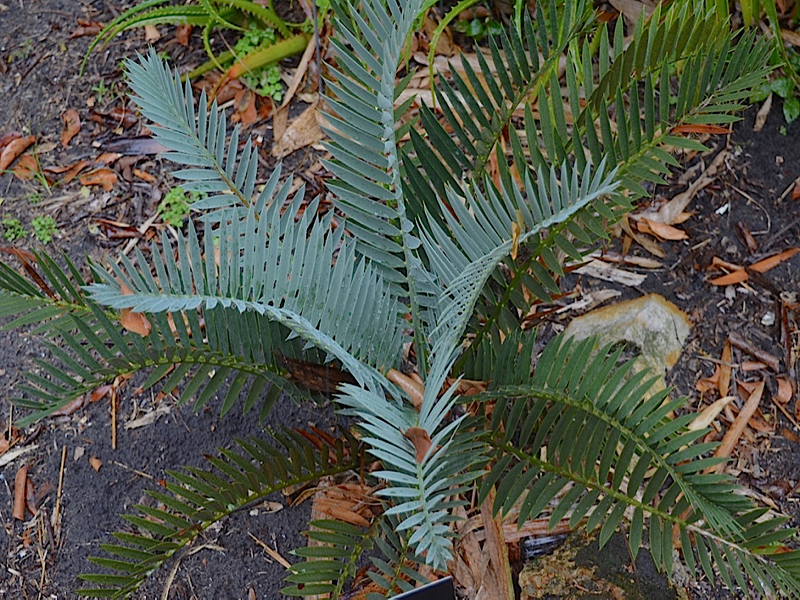 Encephalartos lehmannii, form, Harry P. Leu Gardens, Orlando, Florida, United States of America.