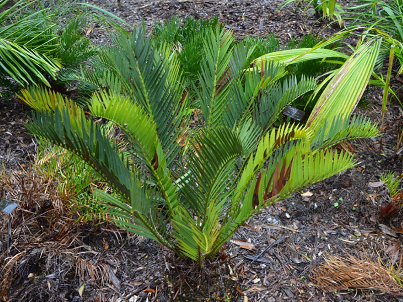 Encephalartos princeps, form, Harry P. Leu Gardens, Orlando, Florida, United States of America.