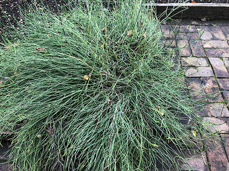 Ephedra altissima, form. Chelsea Physic Garden, London, United Kingdom.