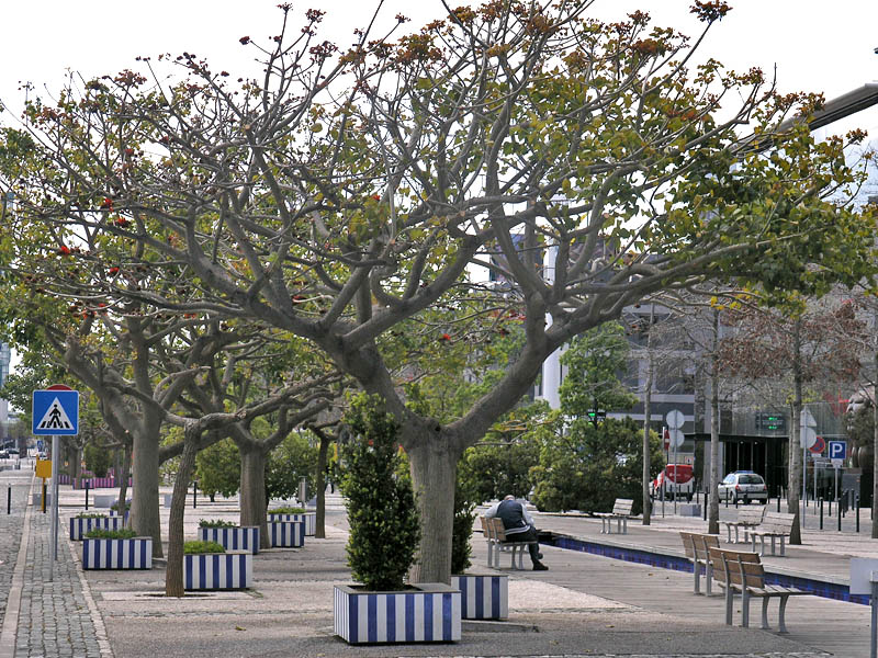 Growing as a street tree in Lisbon, Portugal.