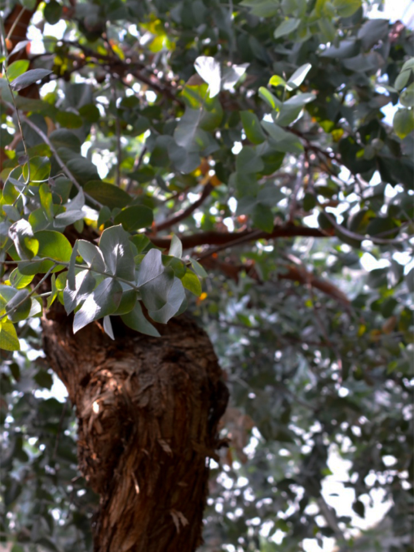 Eucalyptus cinerea, Form.