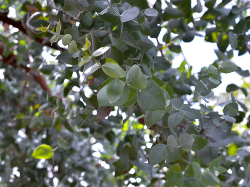 Eucalyptus cinerea, Leaf.