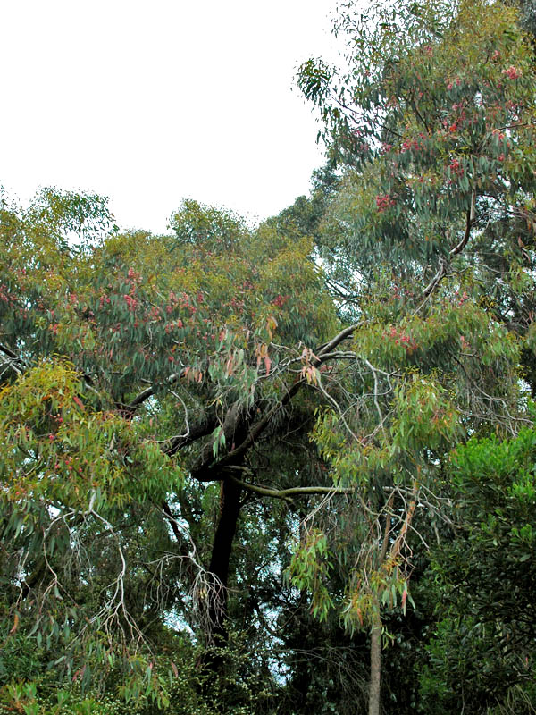 Eucalyptus-sideroxylon-form.jpg