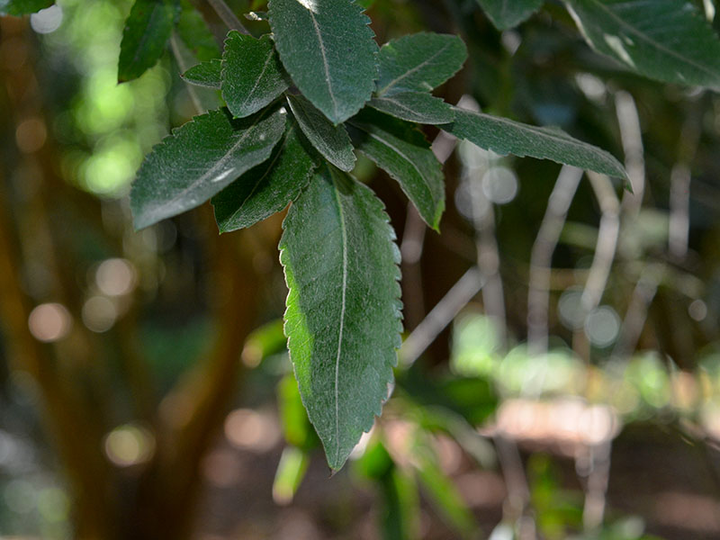 Eucryphia nymansensis 'Nymansay', leaf. Trebah Gardens, Mawnan Smith, Nr Falmouth, Cornwall. 15/10/2019.