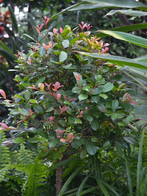 Eugenia myrtifolia, form.