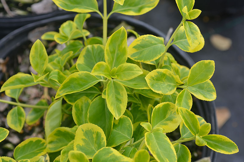 Euonymus-fortunei--Canadale-Gold-hillens-leaf.jpg