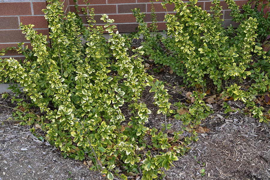 Euonymus-fortunei-Country-Gold-form.JPG