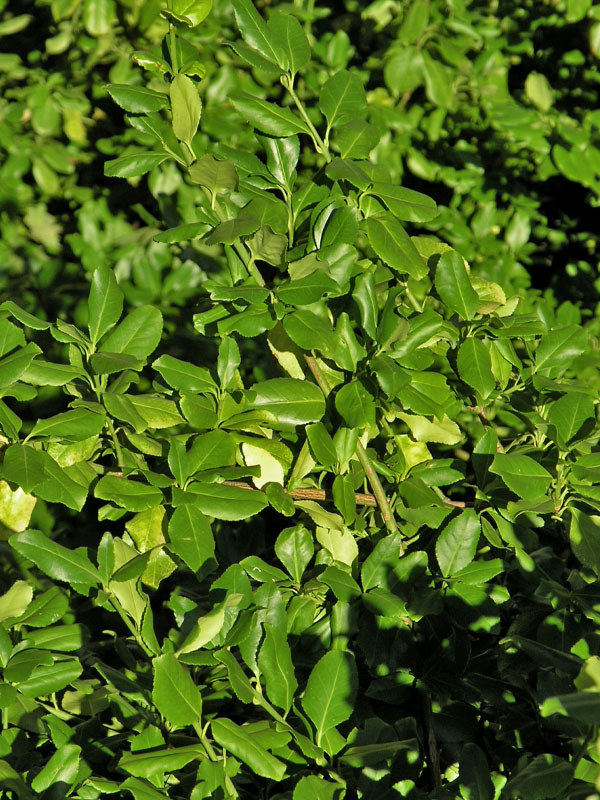 Euonymus fortunei 'Vegetus', leaf. 