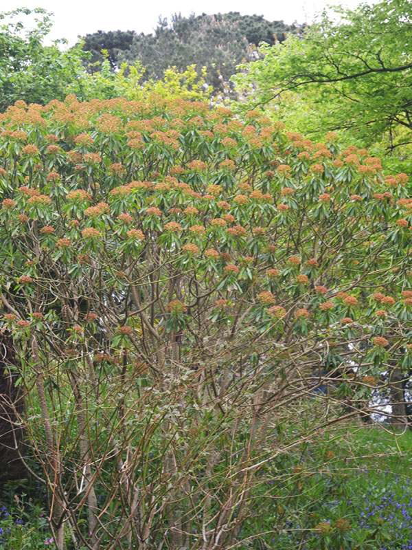 Euphorbia mellifera, form. Trebah Garden Trust, Mawnan Smith, Falmouth, Cornwall, United Kingdom.