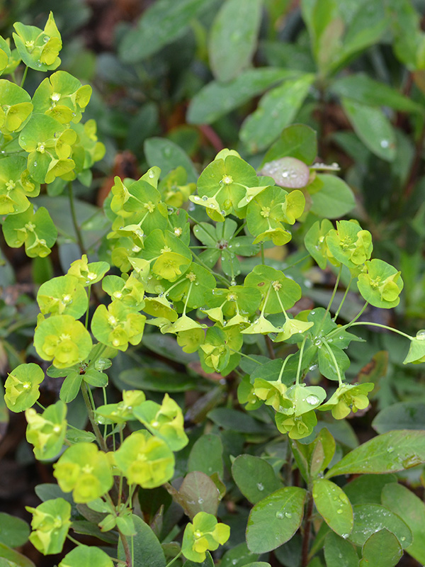 Euphorbia-amygdaloides-flw-2.jpg