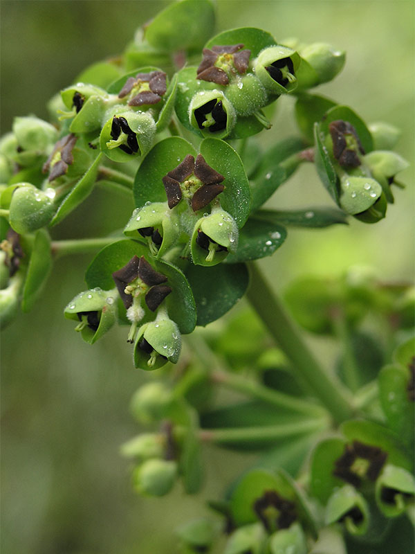 Euphorbia-characias-subsp-characias-po.JPG