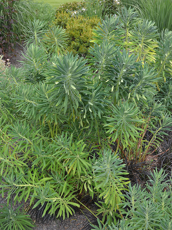 Euphorbia-characias-subsp-wulfenii-frm.JPG