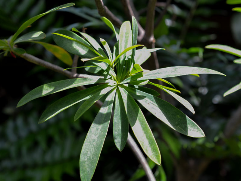 Euphorbia dendroides, Leaf.