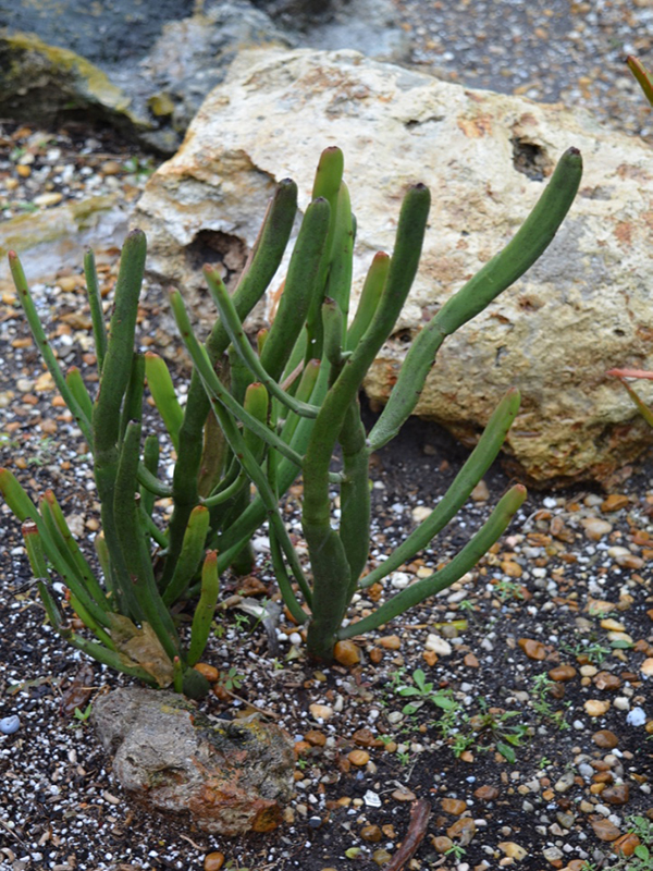 Euphorbia enterophora, form, Harry P. Leu Gardens, Orlando, Florida, United States of America.