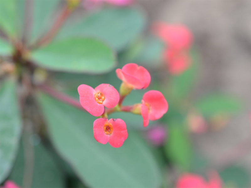 Euphorbia milii, Red Flowers