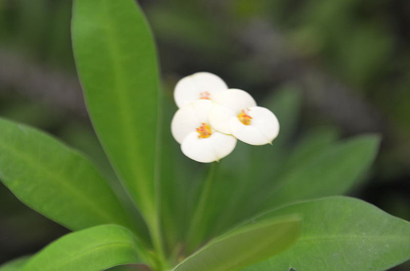Euphorbia milii, White Flowers