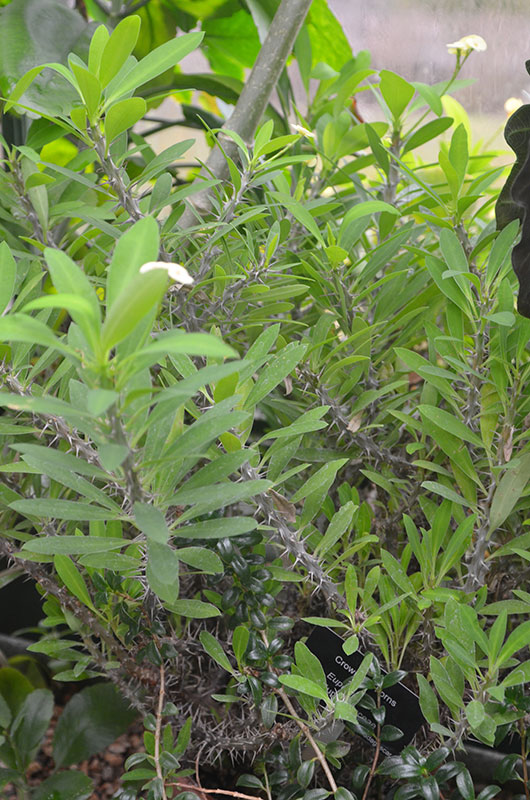 Euphorbia milii, Form