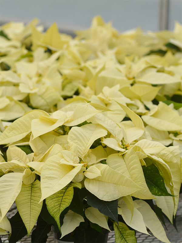 Euphorbia-pulcherrmia-Christmas-Joy-White-frm.jpg