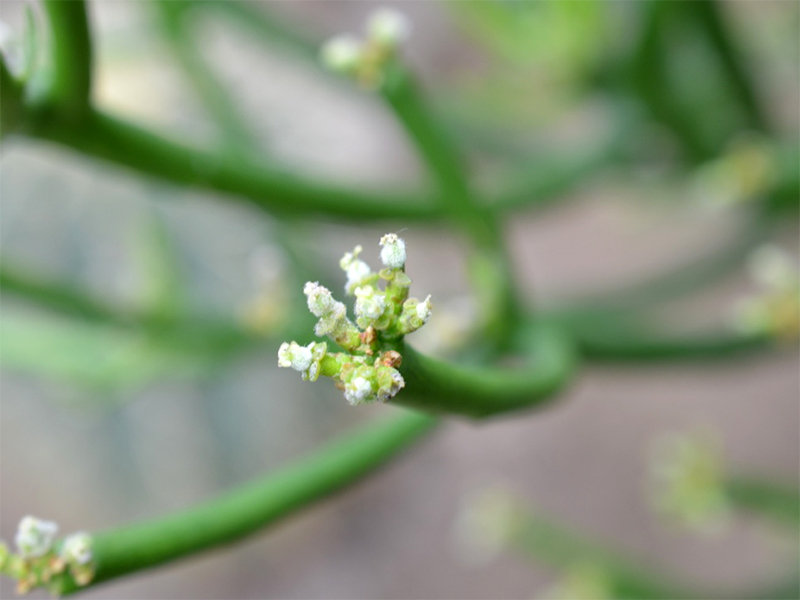  Euphorbia tirucalli, Flower