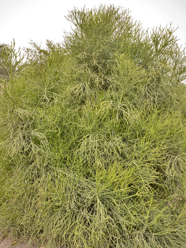  Euphorbia tirucalli, Form (Maturity)