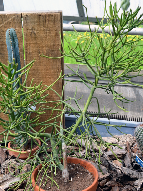  Euphorbia tirucalli, Seedling
