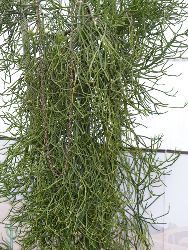  Euphorbia tirucalli, Form