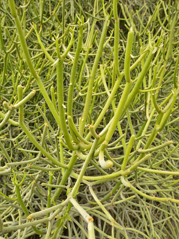  Euphorbia tirucalli, Leaf