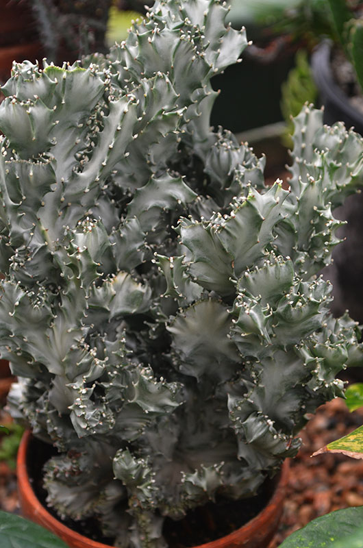 Euphorbia trigona 'Variegata', Form