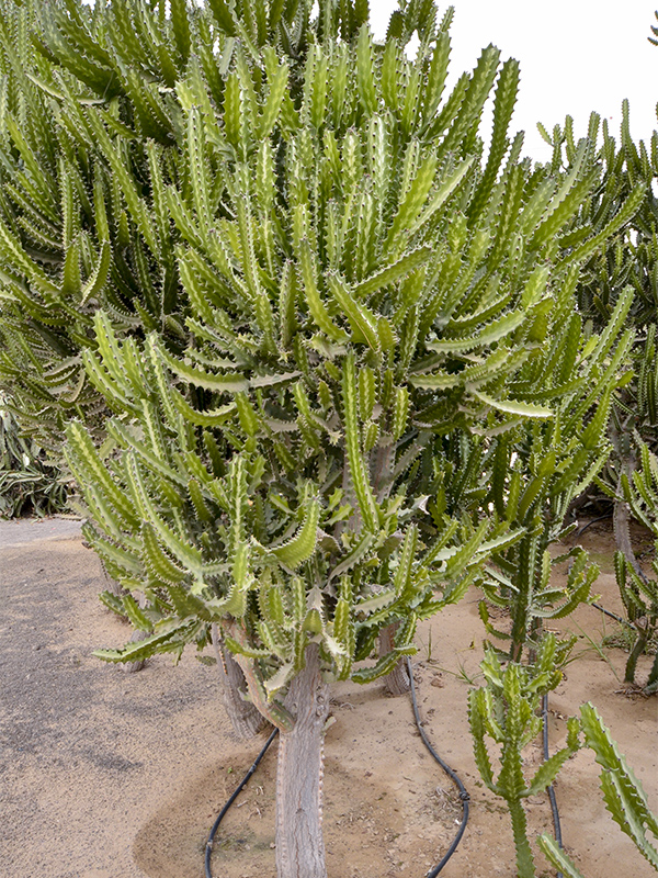  Euphorbia trigona, Form (Maturity)