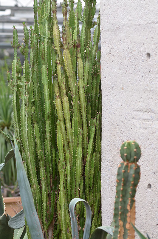  Euphorbia trigona, Form