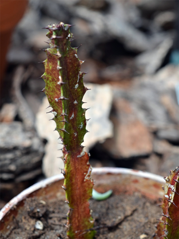  Euphorbia trigona, Seedling