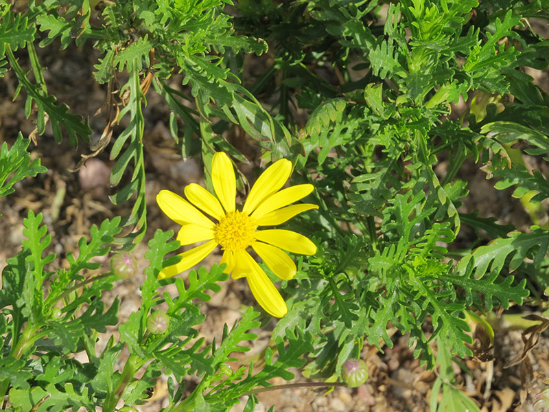 Euryops pectinatus, flower, Desert Botanical Gardens, Phoenix, Arizona, United States of America.