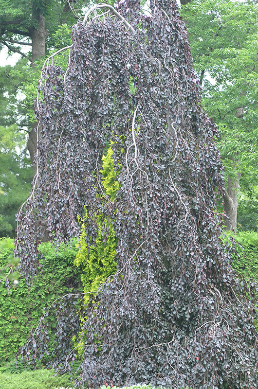 Fagu-Sylvatica-Purple-Fountain-NBG-form.jpg