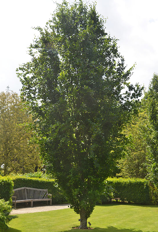 F. sylvatica 'Dawyck', RHS Garden Rosemoor, North Devon, England.