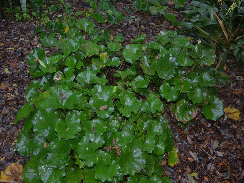 Farfugium japonicum, form, Harry P. Leu Gardens, Orlando, Florida, United States of America.