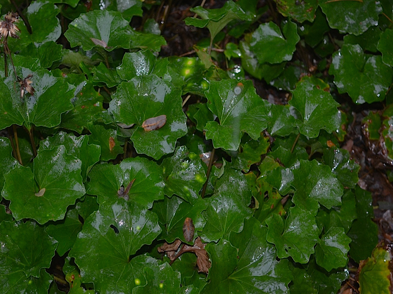Farfugium japonicum, leaf, Harry P. Leu Gardens, Orlando, Florida, United States of America.