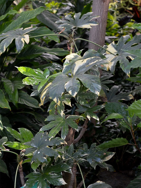 Fatsia japonica 'Variegata', form at the Centennial Conservatory, Thunder Bay, Ontario, Canada.
