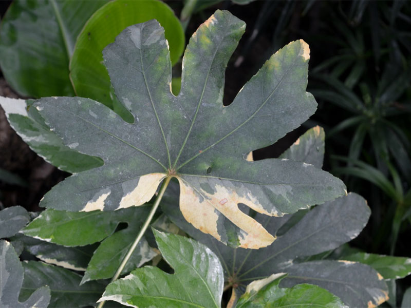 Fatsia japonica 'Variegata', leaf at the Centennial Conservatory, Thunder Bay, Ontario, Canada.