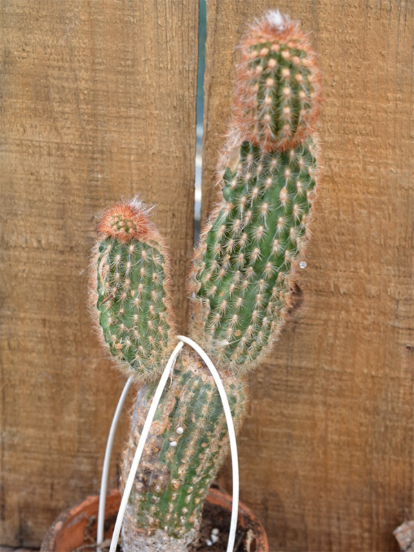 Ferocactus cylindraceus, Seedling
