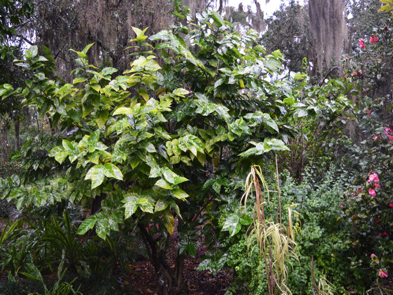Ficus aspera 'Parcell', form. Harry P. Leu Gardens, Orlando, Florida, United States of America.