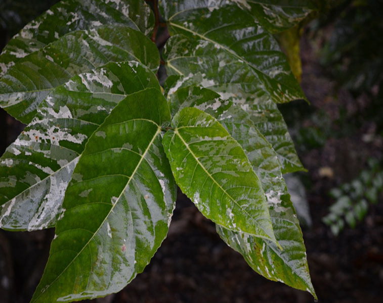 Ficus aspera 'Parcell', leaf. Harry P. Leu Gardens, Orlando, Florida, United States of America.