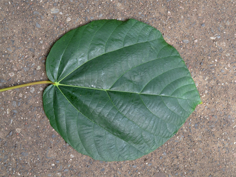 Ficus auriculata, leaf (2).