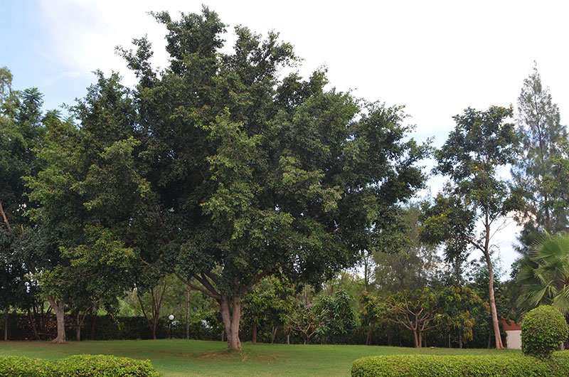 Ficus benjamina, form.