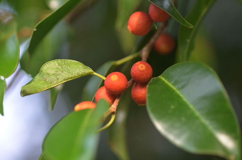 Ficus benjamina, fruit