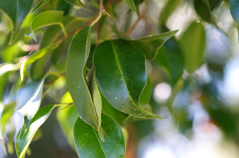 Ficus benjamina, leaf.