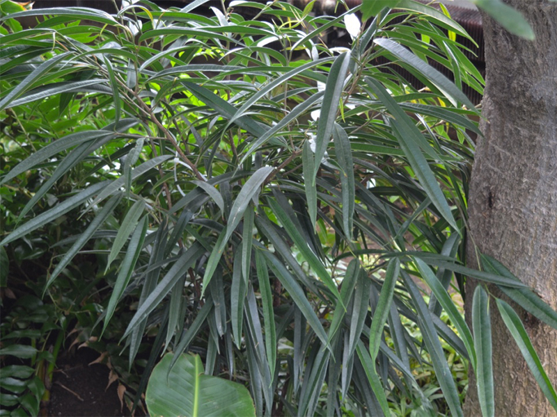 Ficus binnendijkii 'Alii', form.