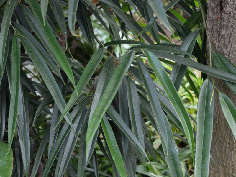 Ficus binnendijkii 'Alii', leaf.